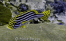 "Oriental Sweetlips".  This flashy fish has a little shad... by Malia Beggs 